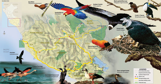 Descripción: http://www.peru.travel/images/birds_rutasur.jpg